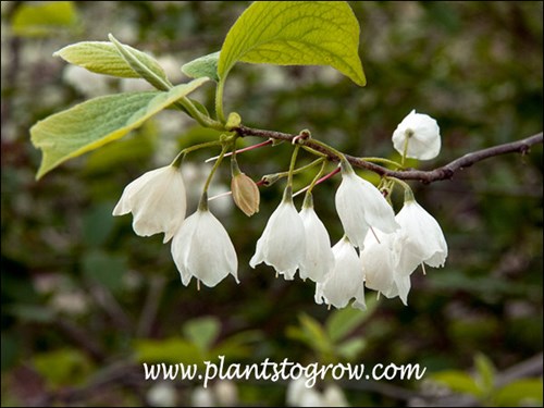 Carolina Silver Bells (Halesia carolina)